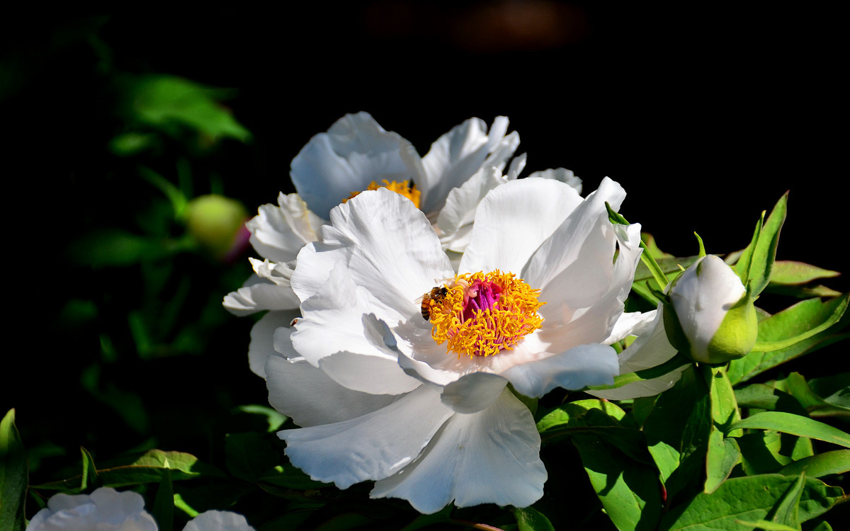恭祝各位好友端午节快乐如意！