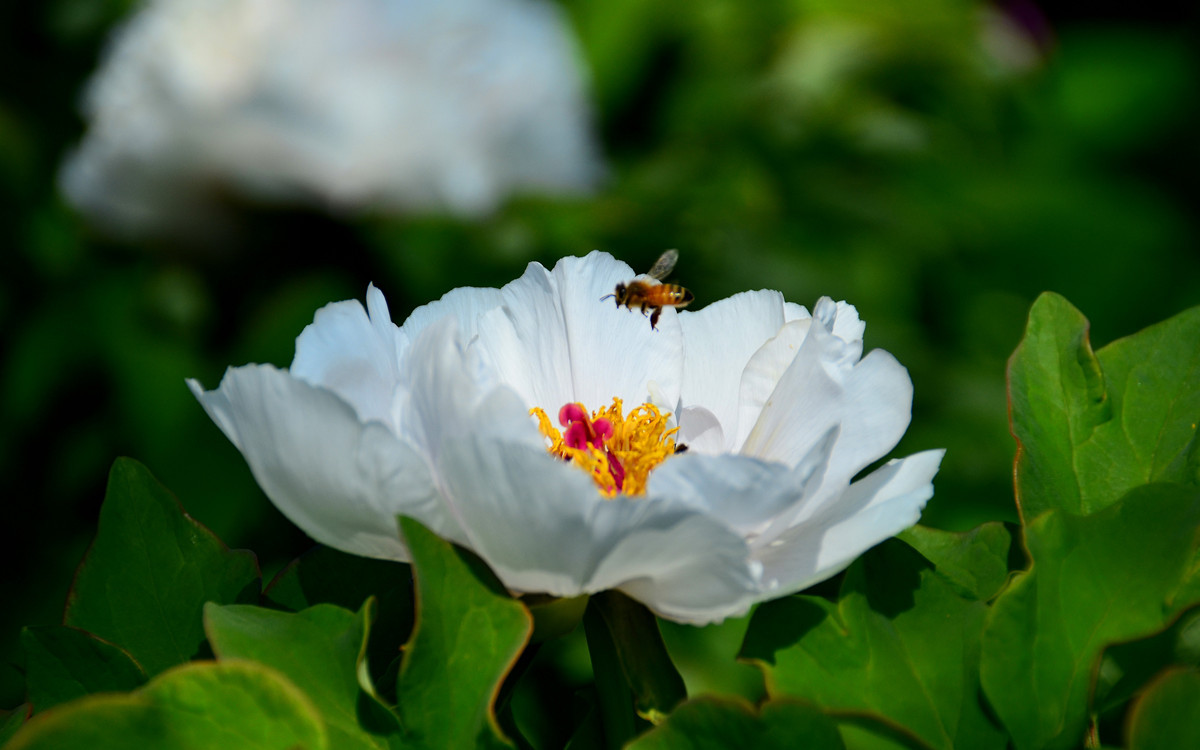 恭祝各位好友端午节快乐如意！