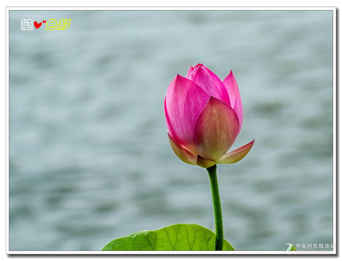 夏天的荷花真漂亮