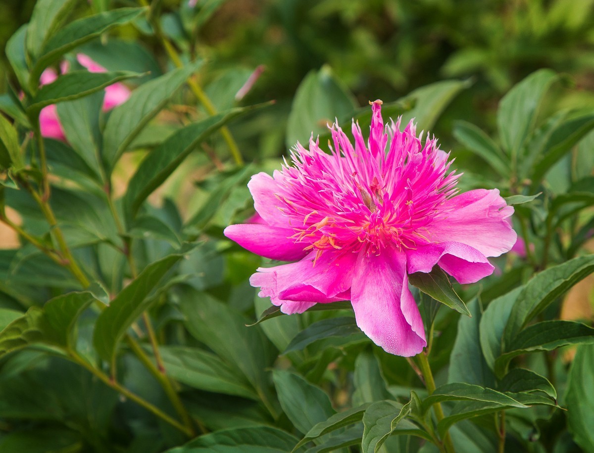 20200508扬州芍药园芍药花展三