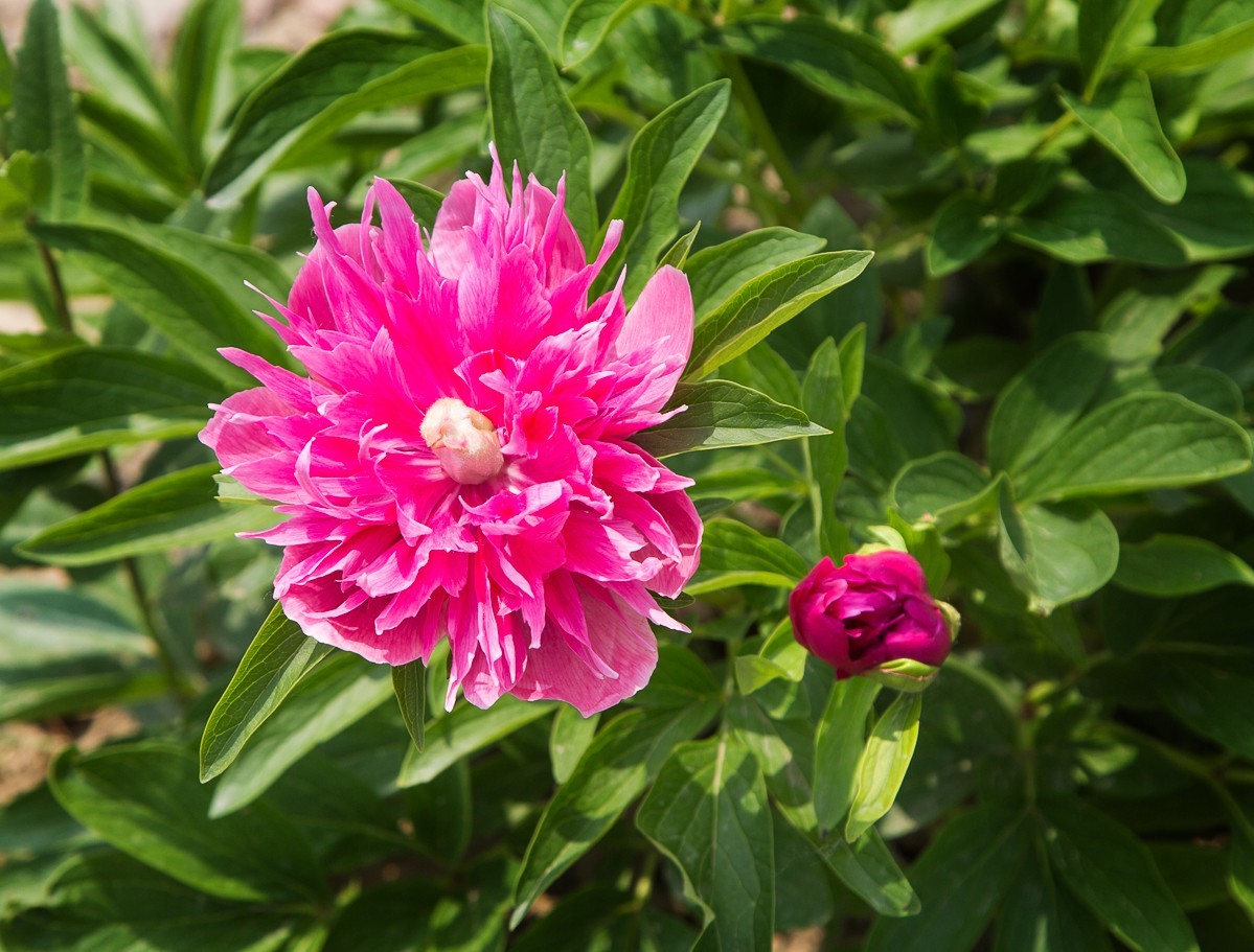 20200508扬州芍药园芍药花展三