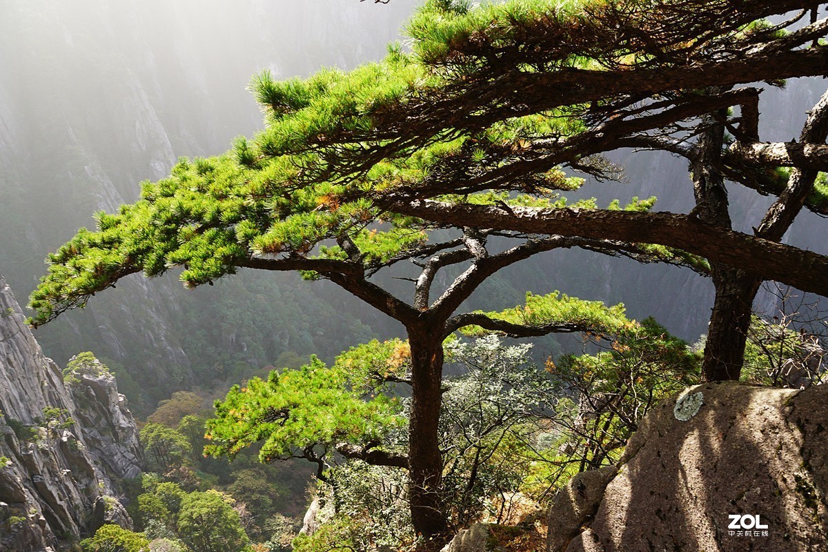 黄山 奇松(一):迎客松-中关村在线摄影论坛
