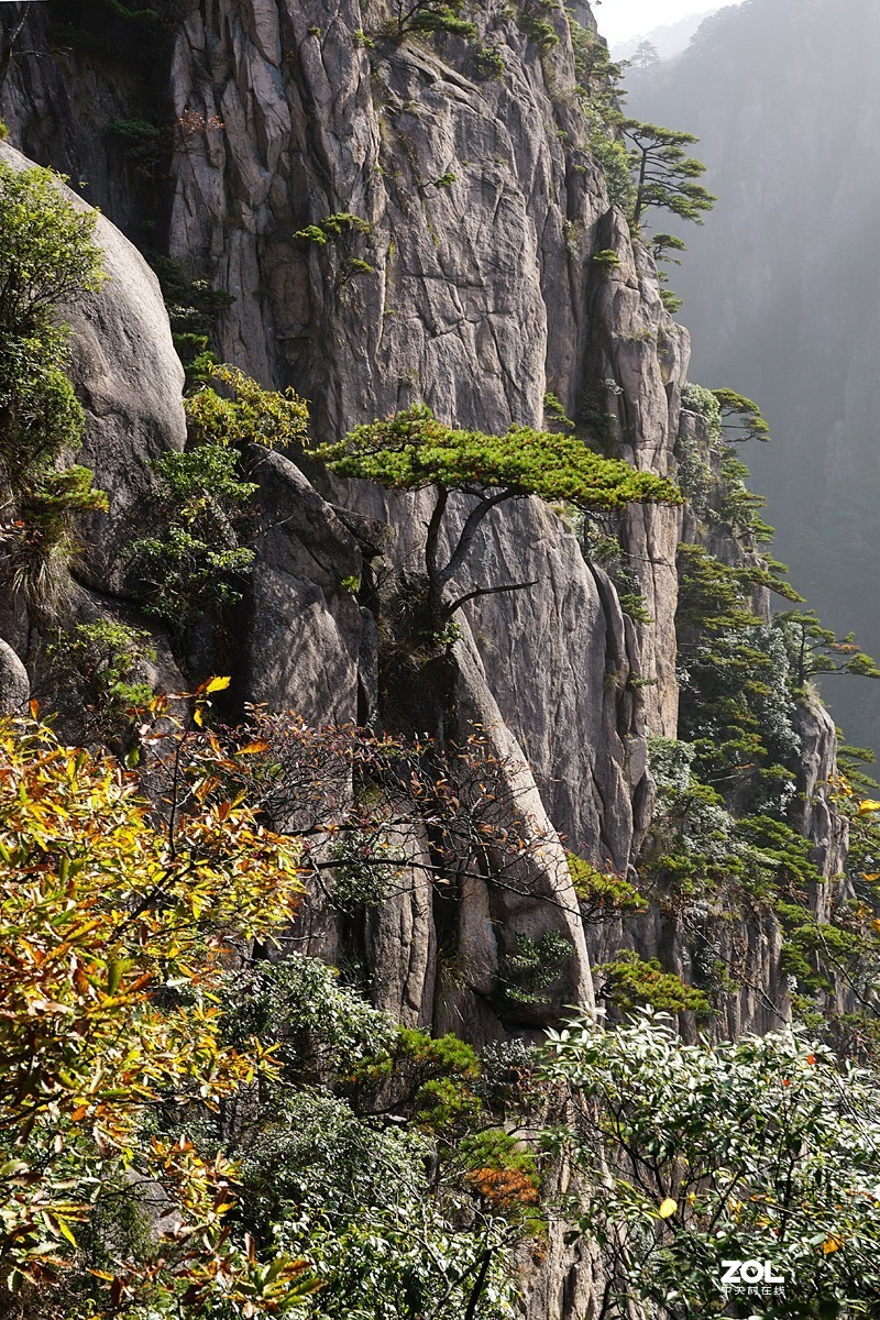 黃山奇松一迎客松