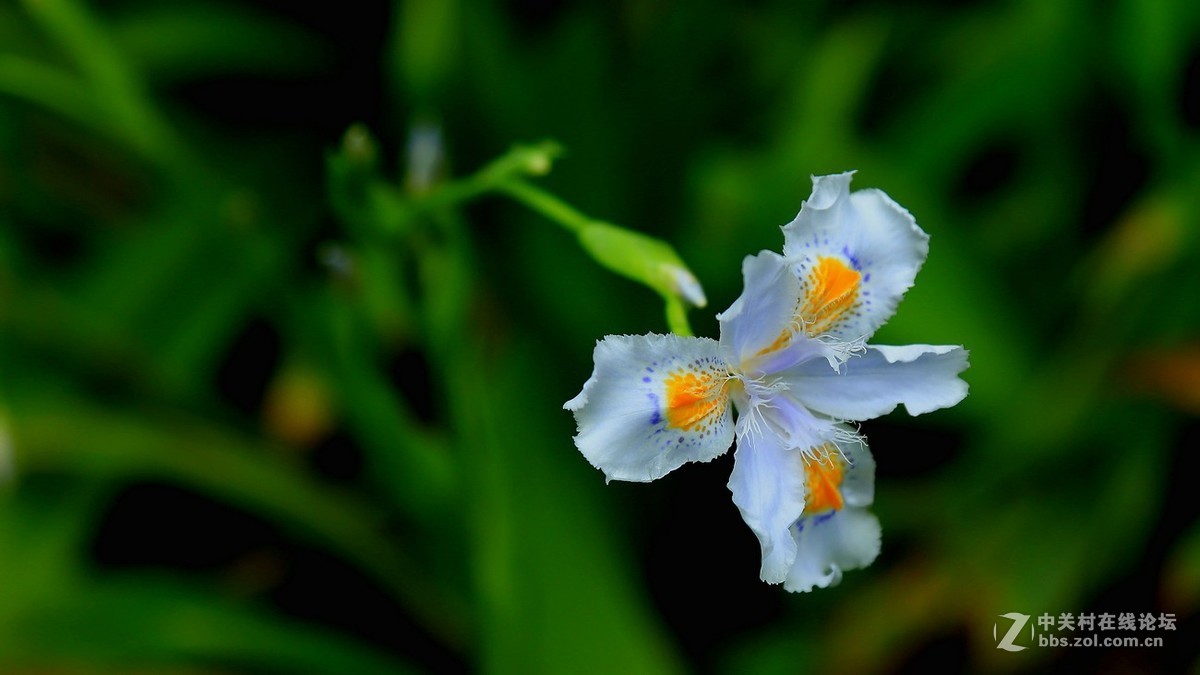 小花