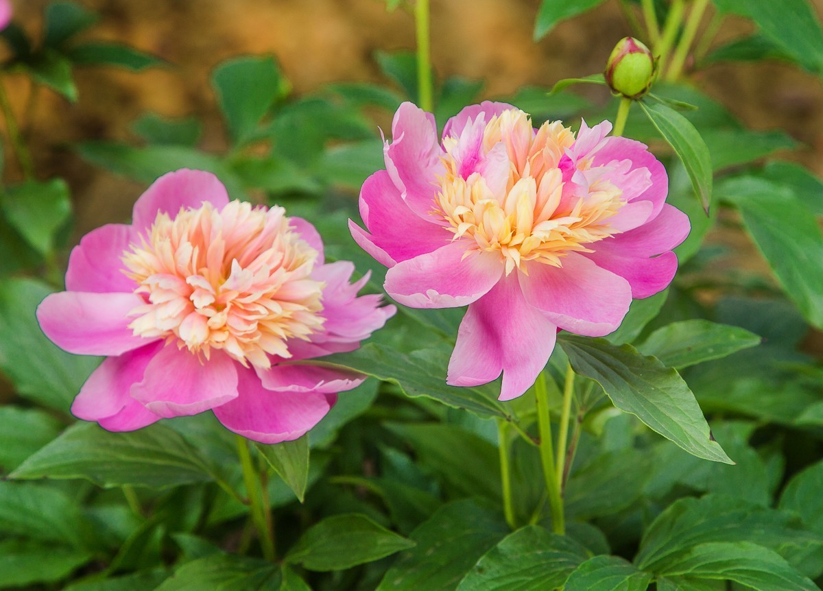 20200508扬州芍药园芍药花展三