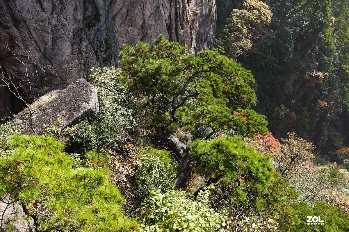 黃山奇松一迎客松