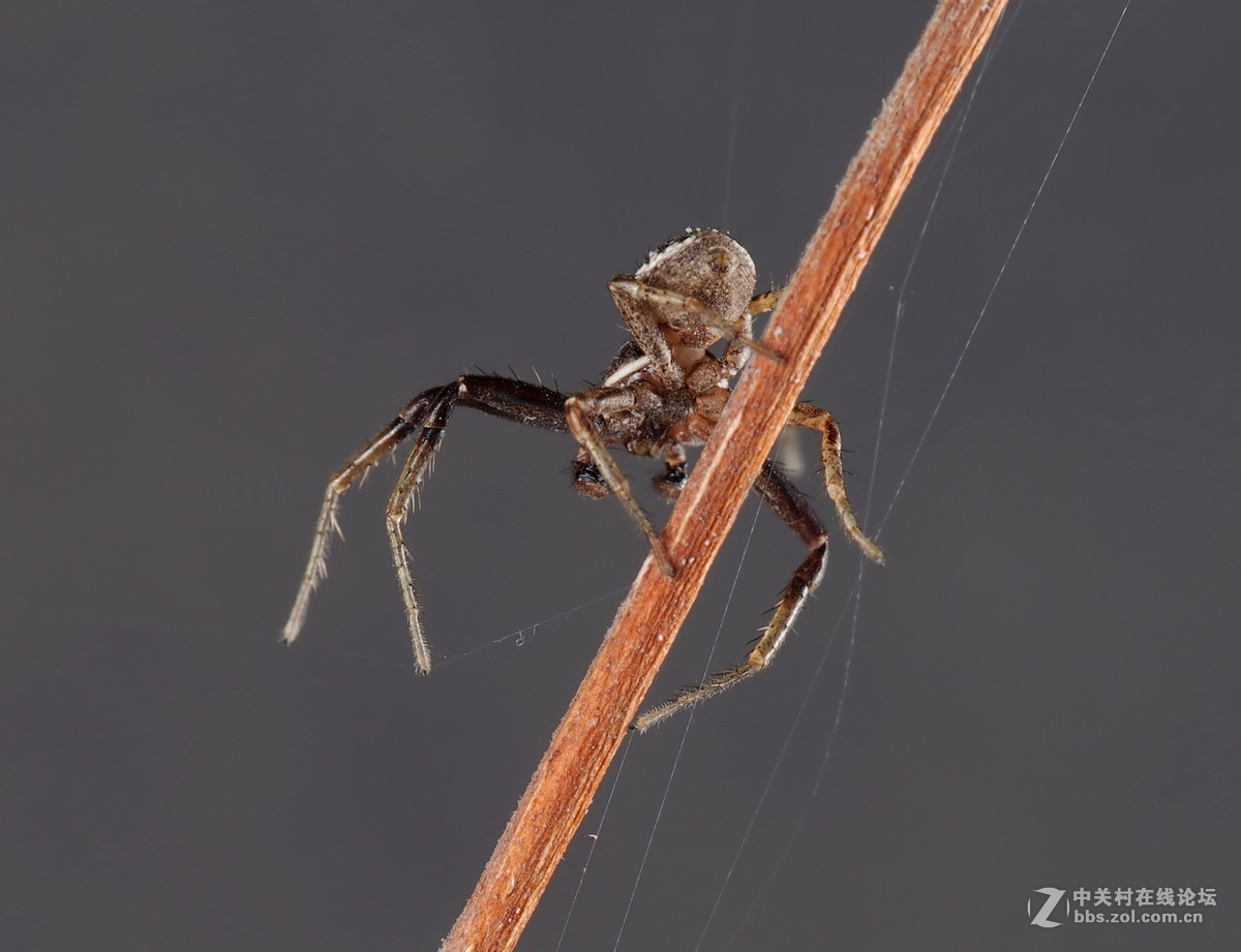 微距043人面蜘蛛