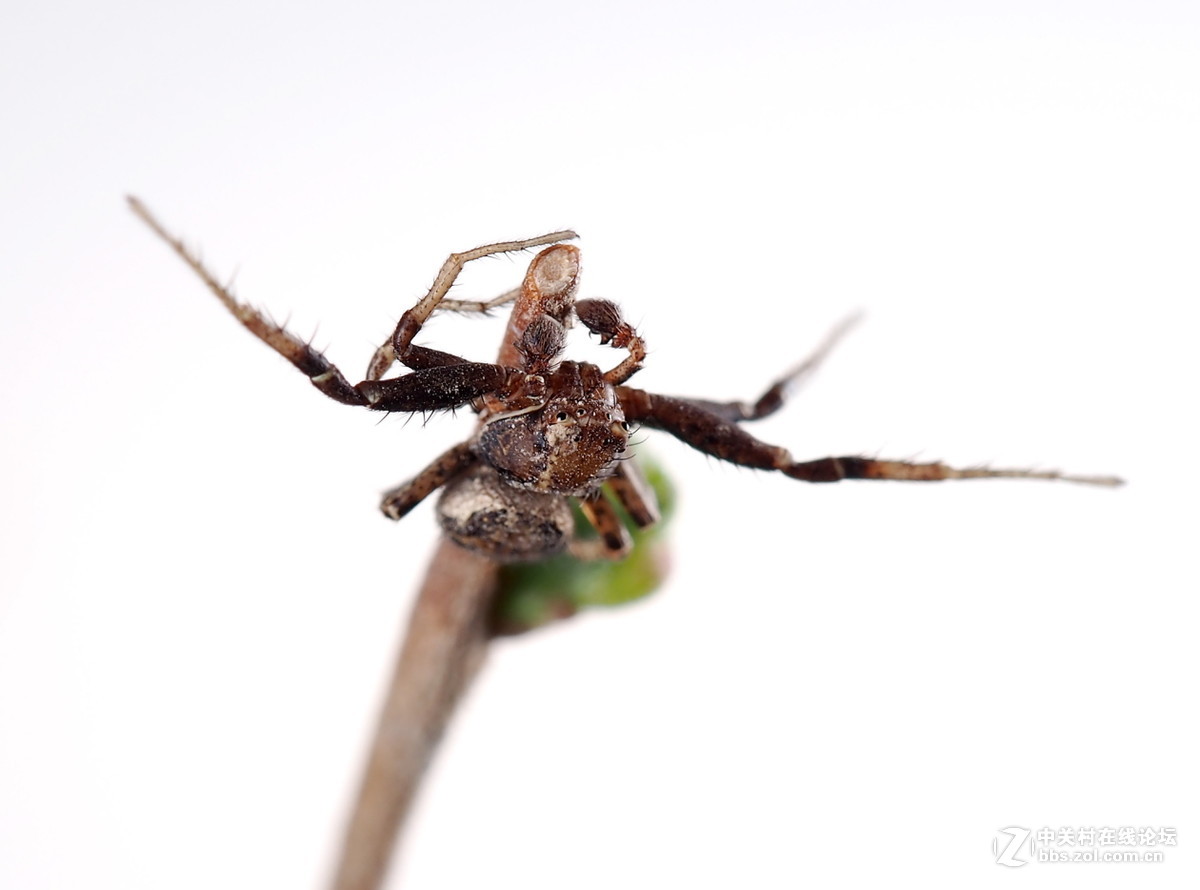微距043人面蜘蛛