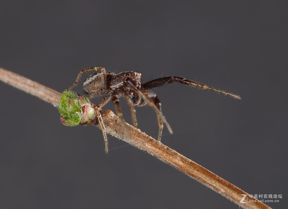 微距043人面蜘蛛
