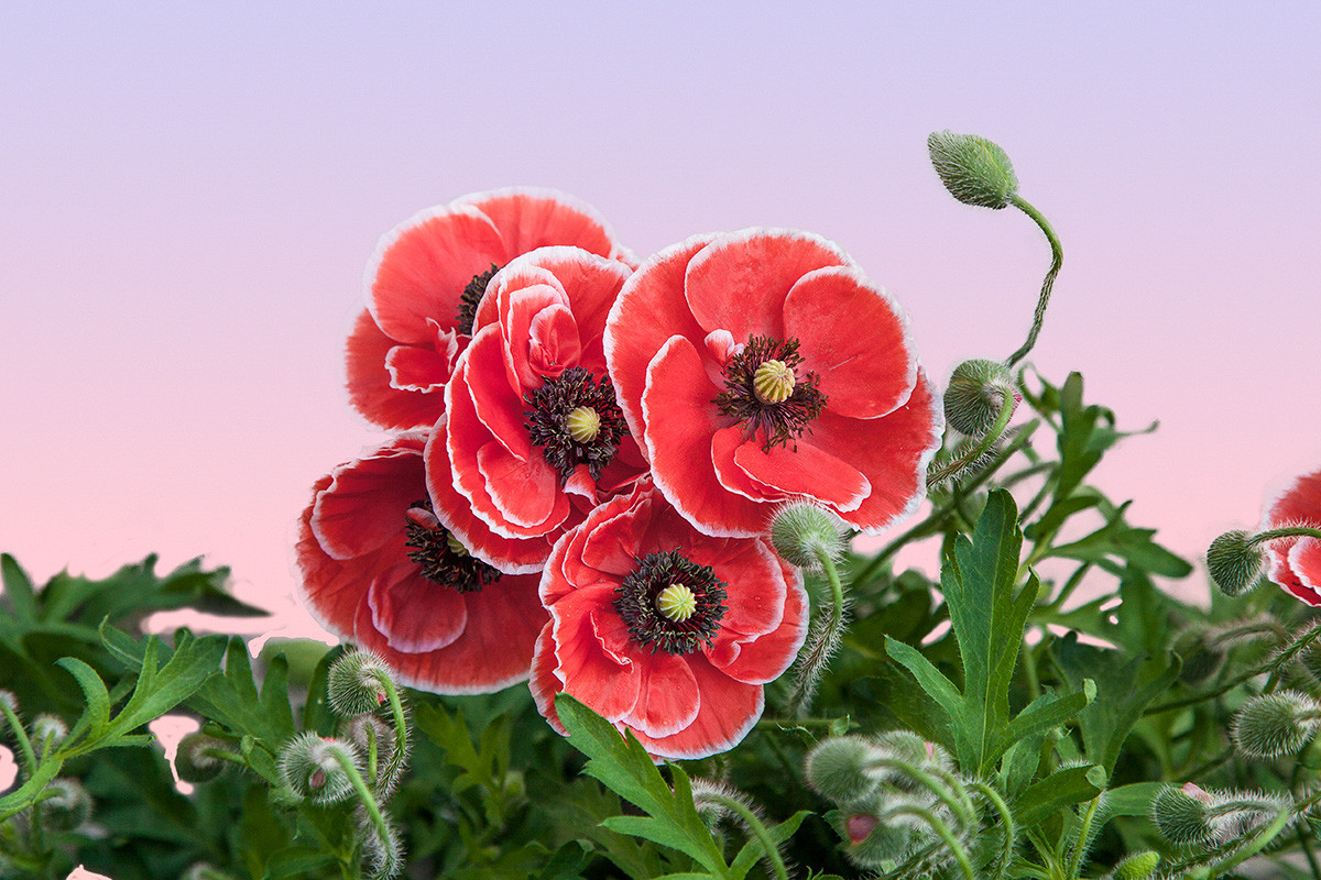 #版主坐堂# 西安星空(中国) 2015年1—4月精华作品选