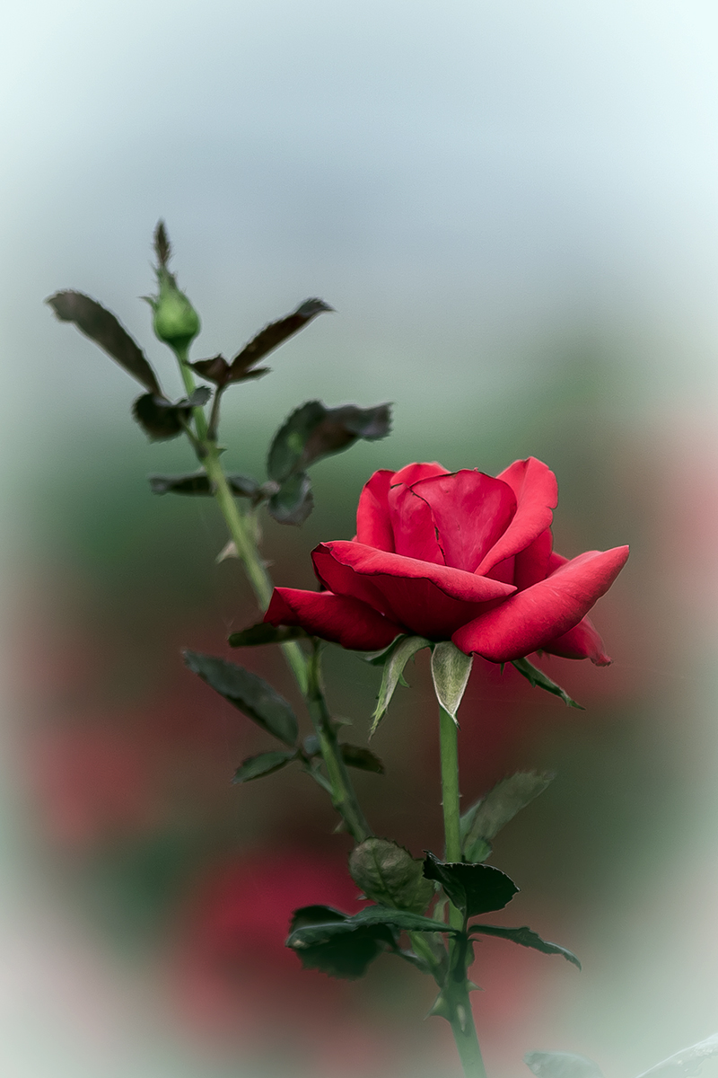 一组红玖槐花