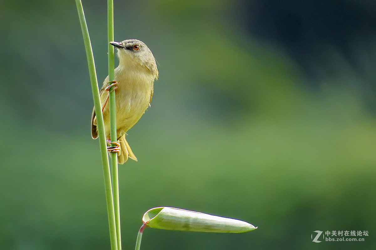 #版主坐堂#牡丹江星空(中国)4月份精华精选