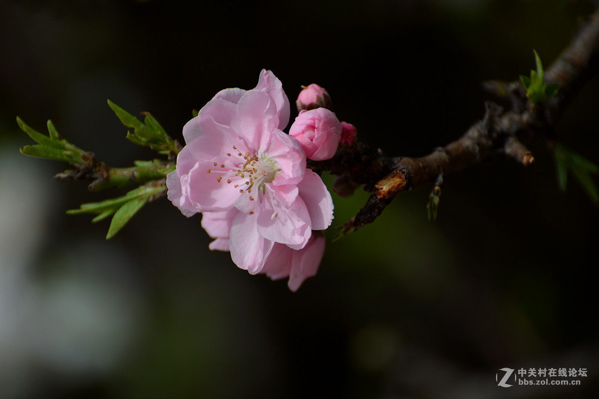 #版主坐堂#牡丹江星空(中国)4月份精华精选