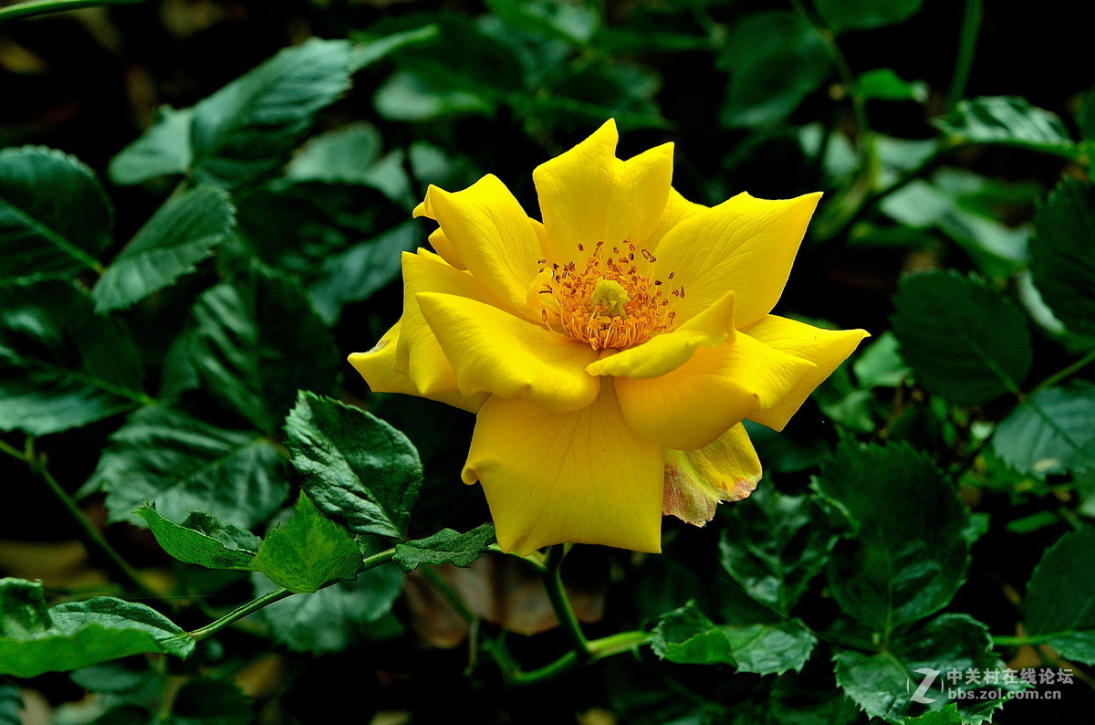 #版主坐堂#牡丹江星空(中国)4月份精华精选