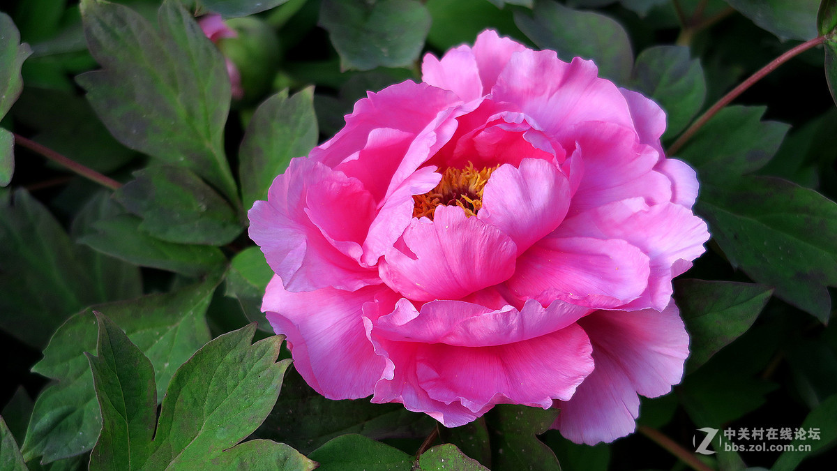 #版主坐堂#牡丹江星空(中国)4月份精华精选