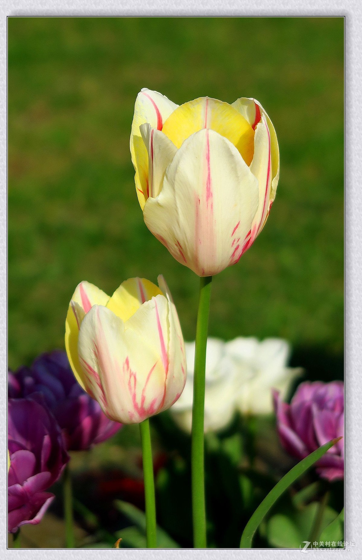 #版主坐堂#牡丹江星空(中国)4月份精华精选