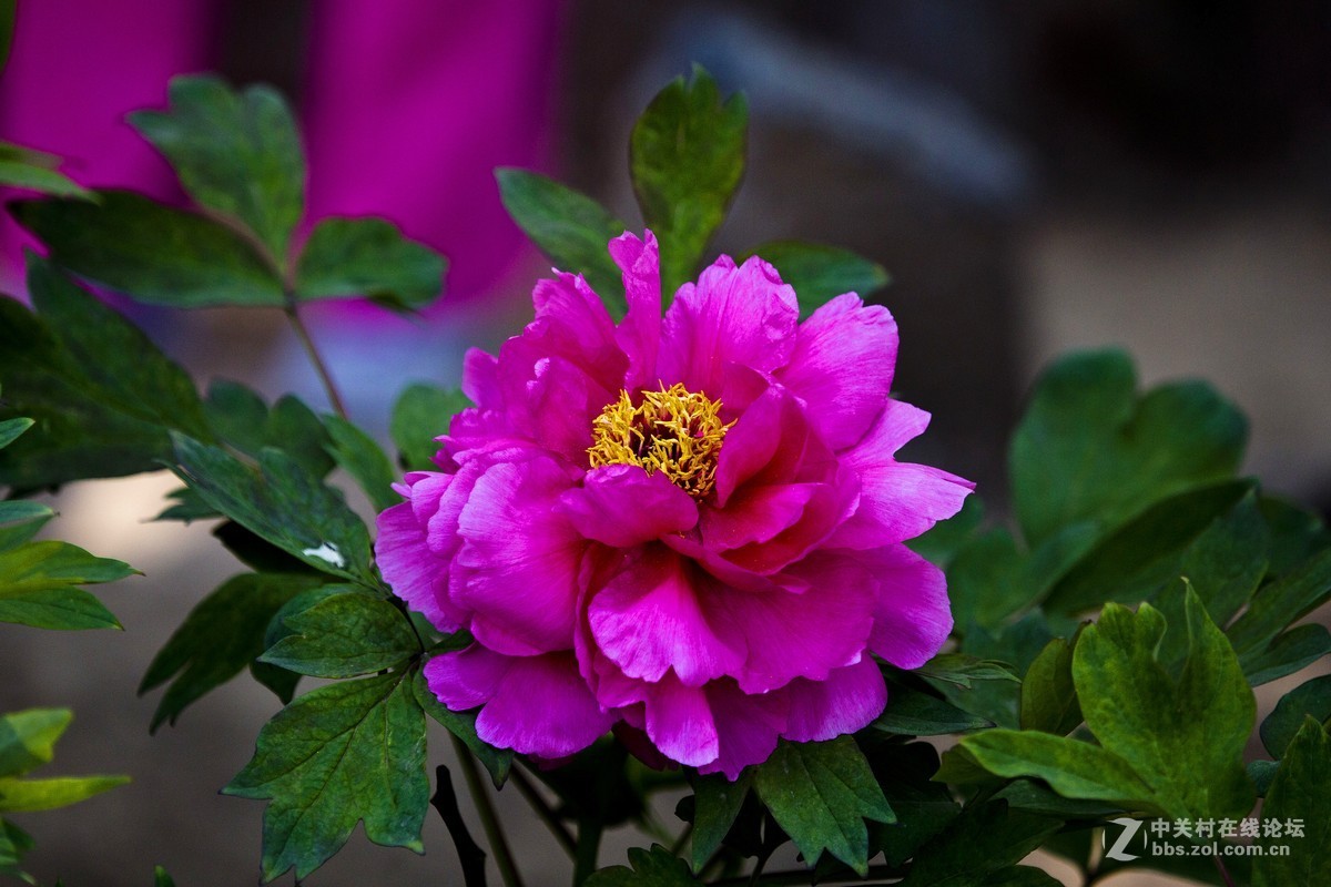 #版主坐堂#牡丹江星空(中国)4月份精华精选