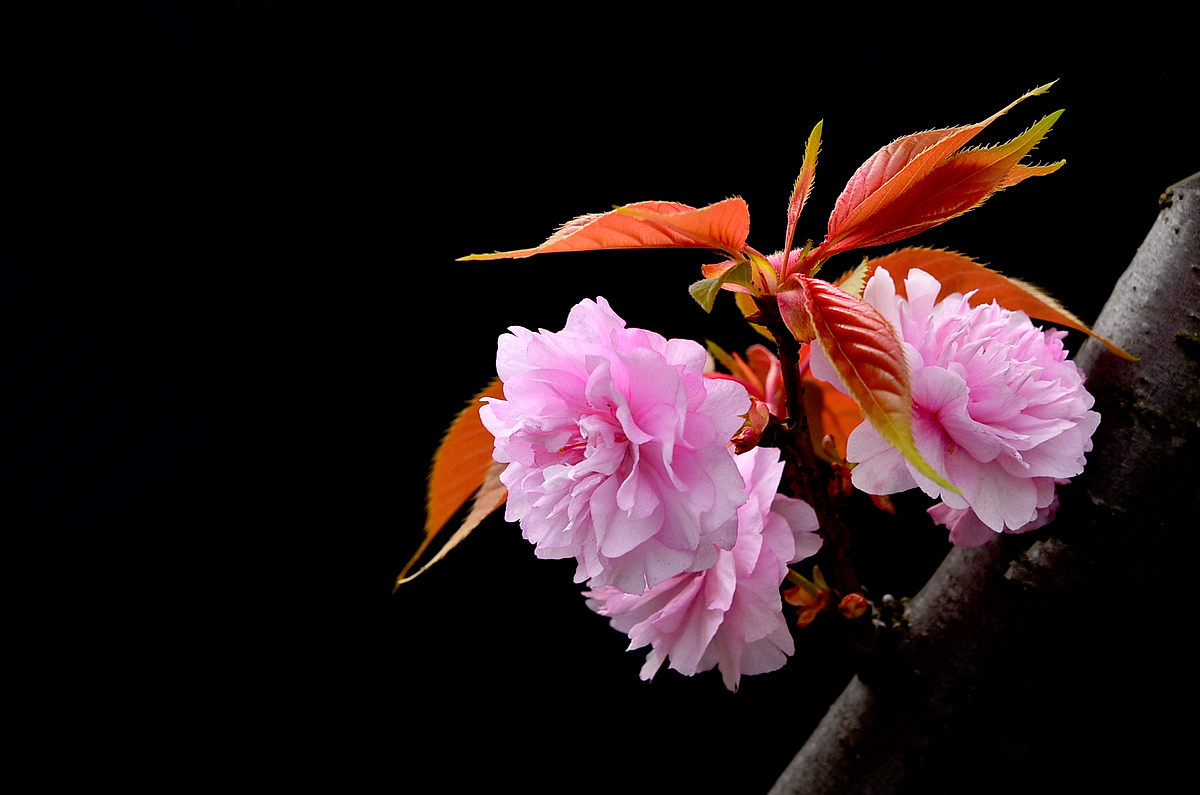 #版主坐堂#牡丹江星空(中国)4月份精华精选