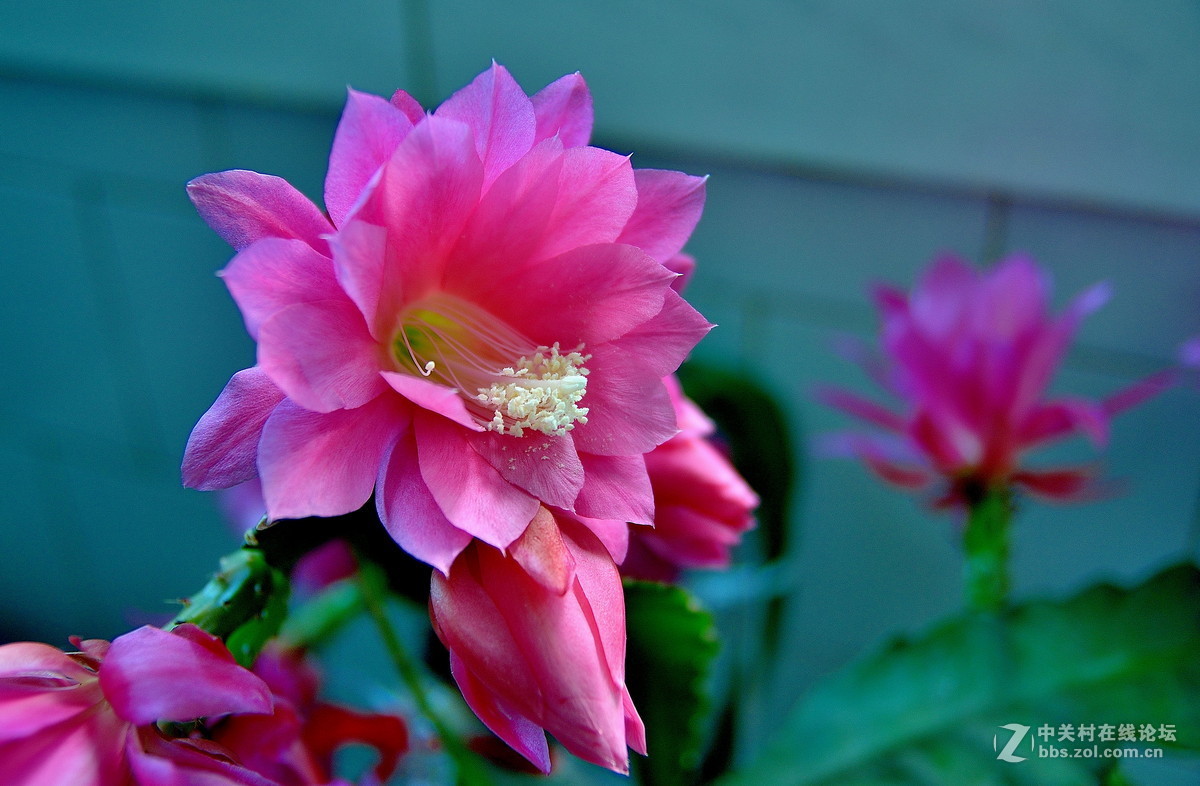 #版主坐堂#牡丹江星空(中国)4月份精华精选