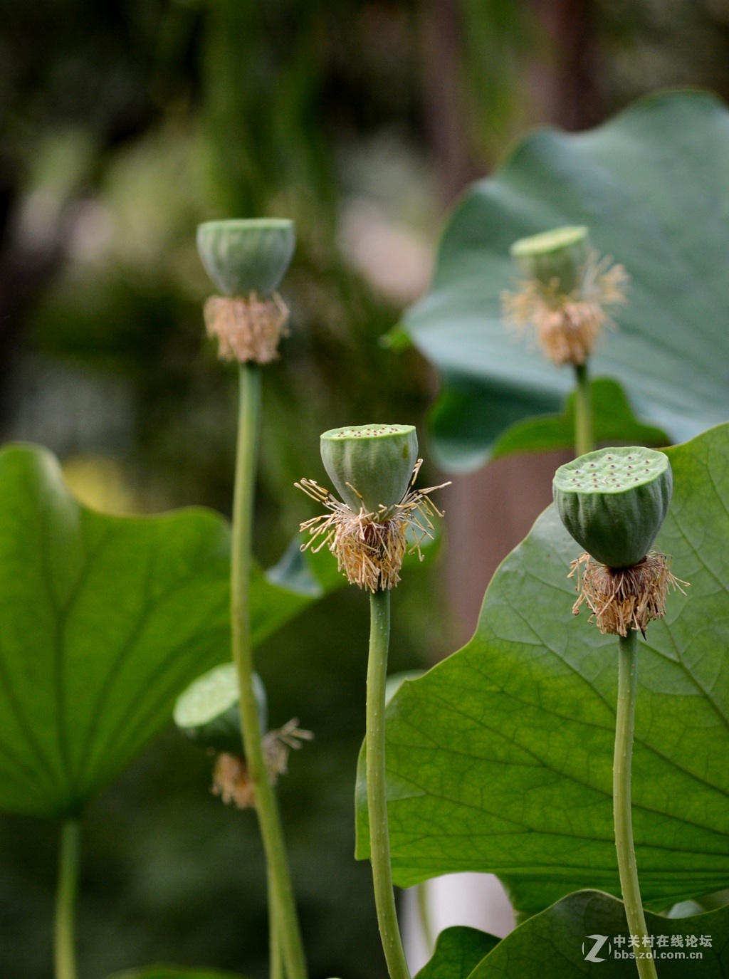 尼康7100  55——300六月拍荷花
