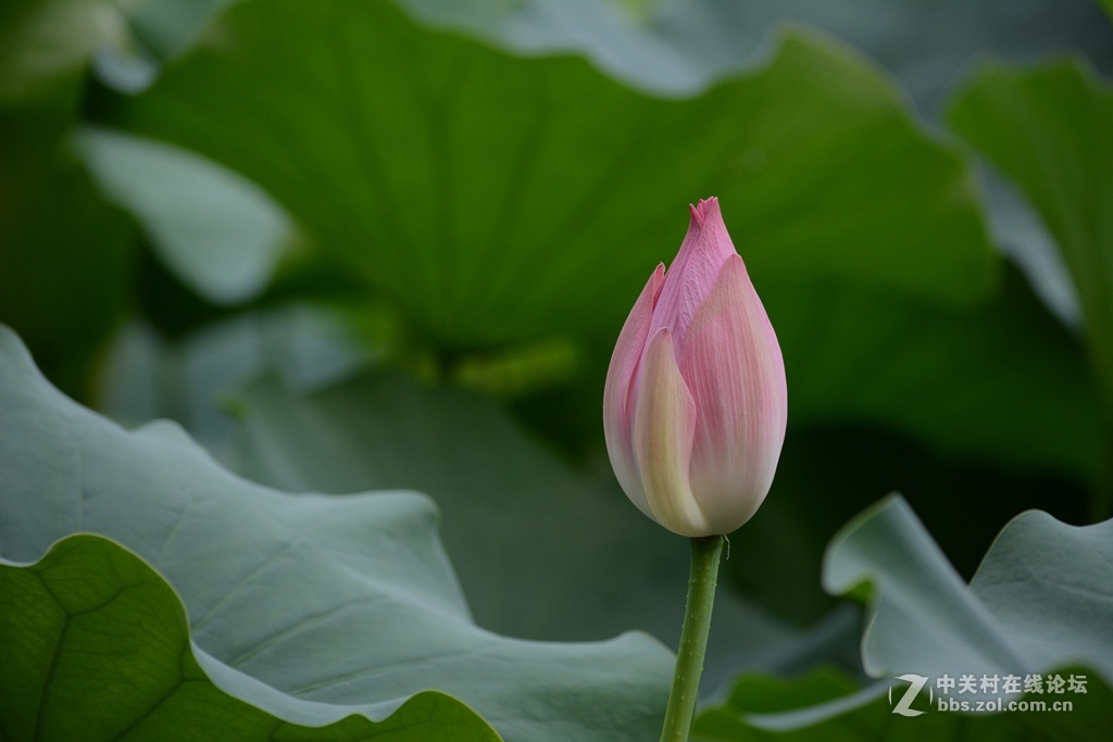 尼康7100  55——300六月拍荷花