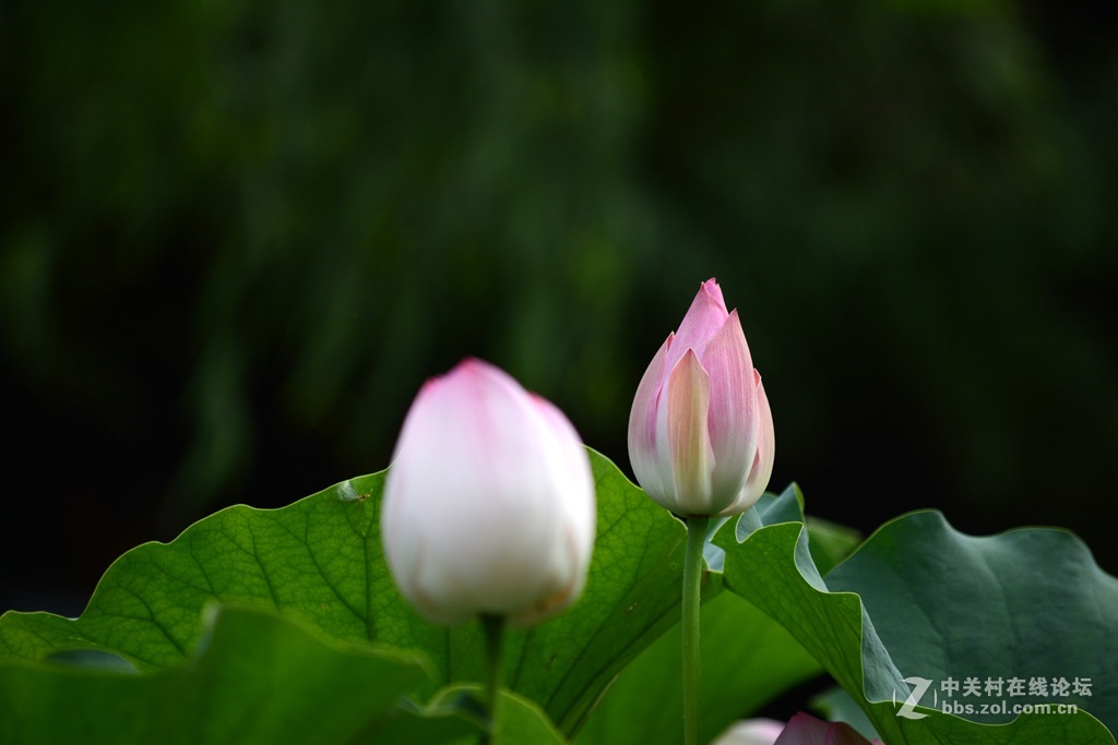 尼康7100  55——300六月拍荷花