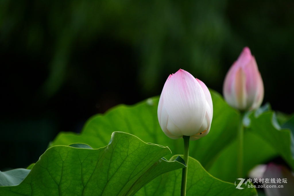 尼康7100  55——300六月拍荷花