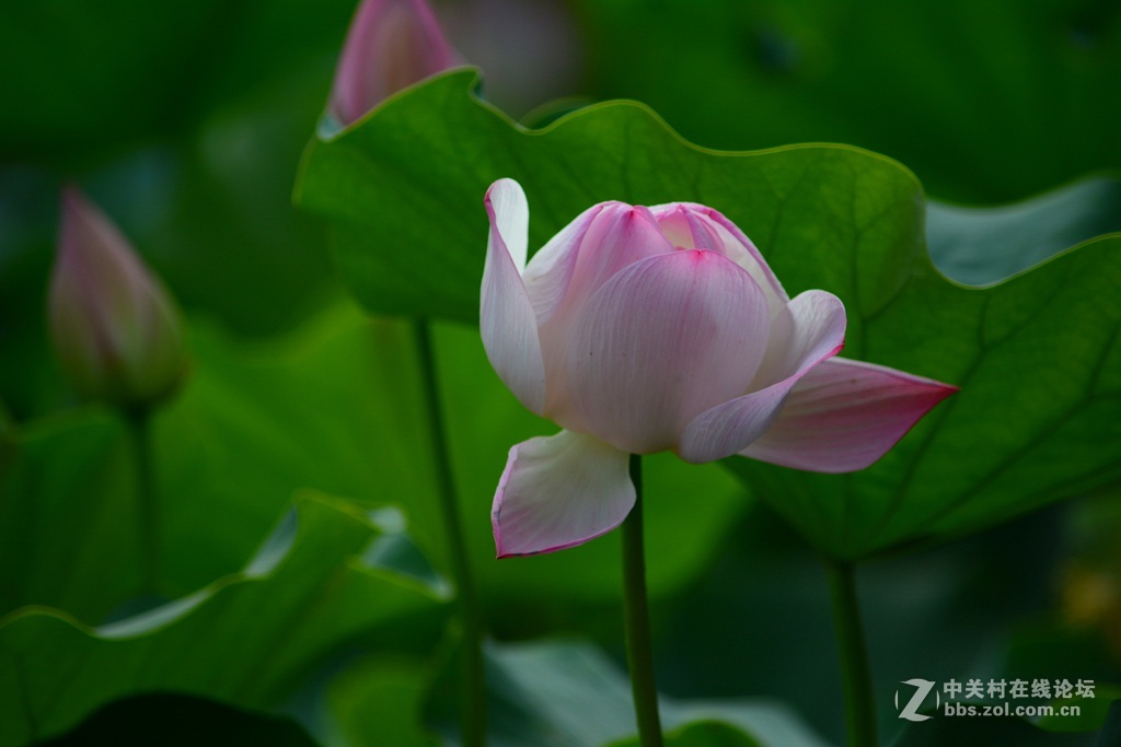 尼康7100  55——300六月拍荷花