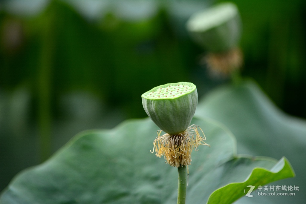尼康7100  55——300六月拍荷花