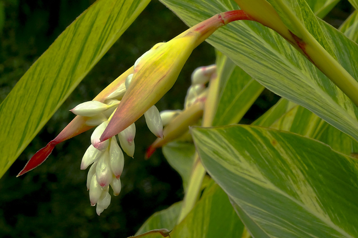 花葉豔山姜花