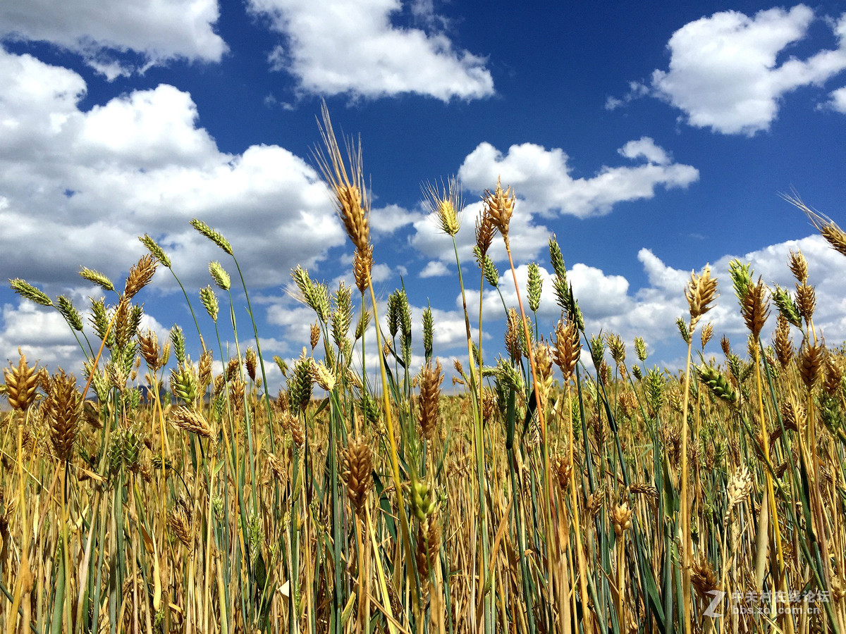 iphone6拍摄的一组风光小品