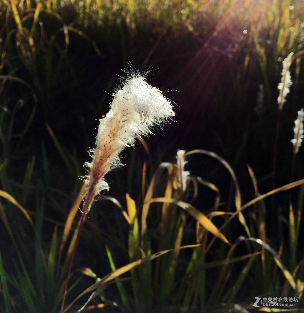 iphone6拍摄的一组风光小品