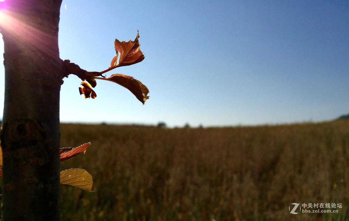 iphone6拍摄的一组风光小品