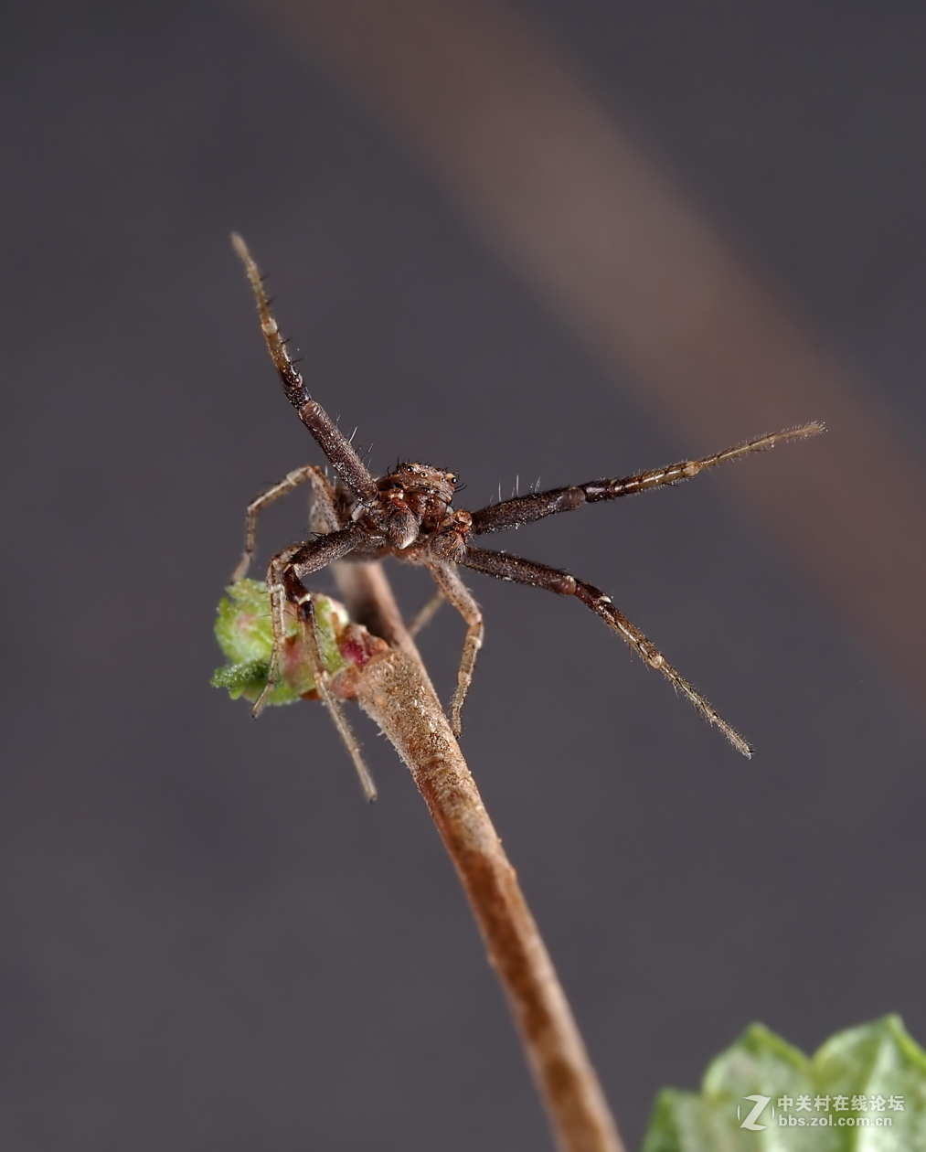 微距043人面蜘蛛