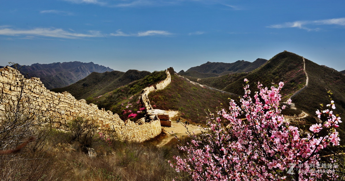 杜鹃花开映样边长城