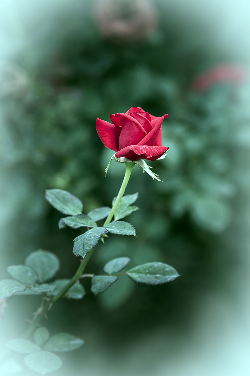 一组红玖槐花
