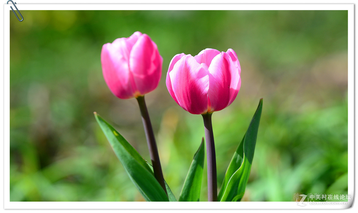 #版主坐堂#牡丹江星空(中国)4月份精华精选