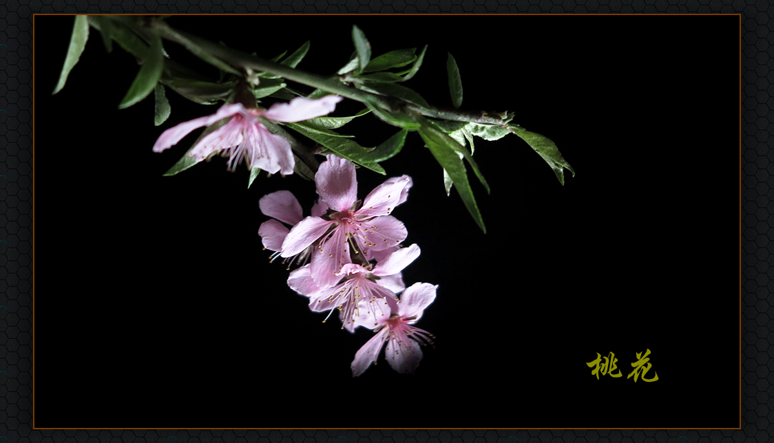 #版主坐堂#牡丹江星空(中国)4月份精华精选