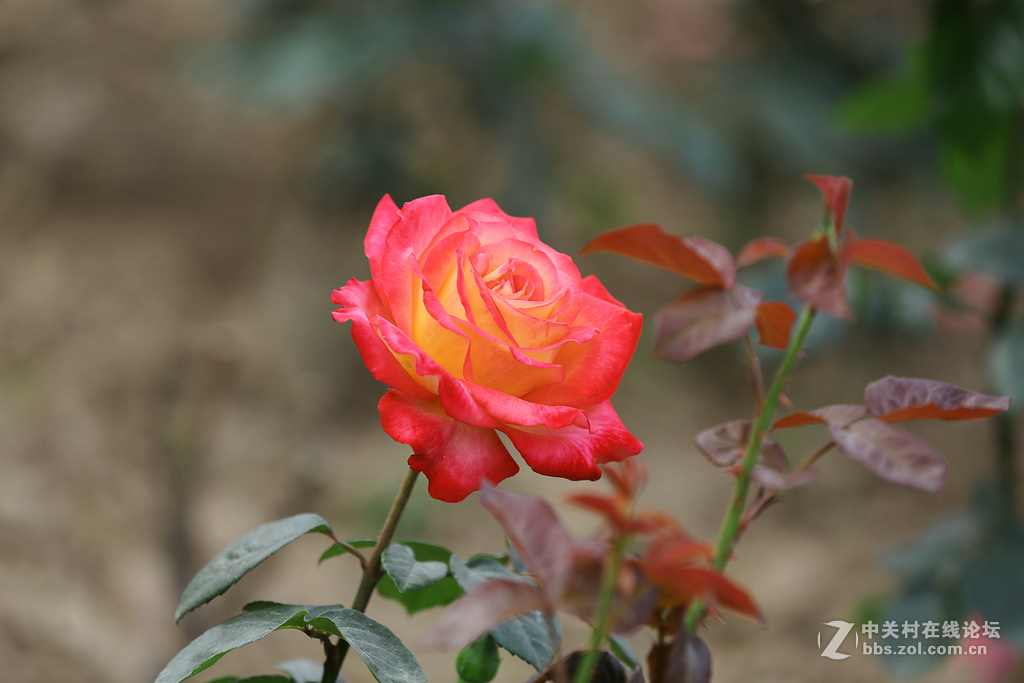 #版主坐堂#牡丹江星空(中国)4月份精华精选