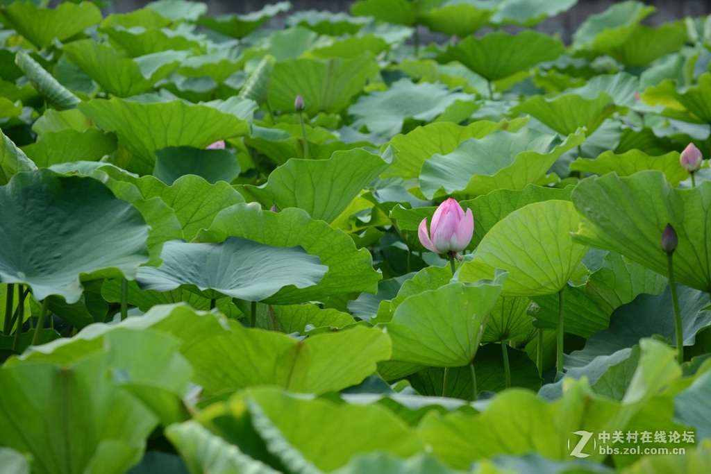 尼康7100  55——300六月拍荷花