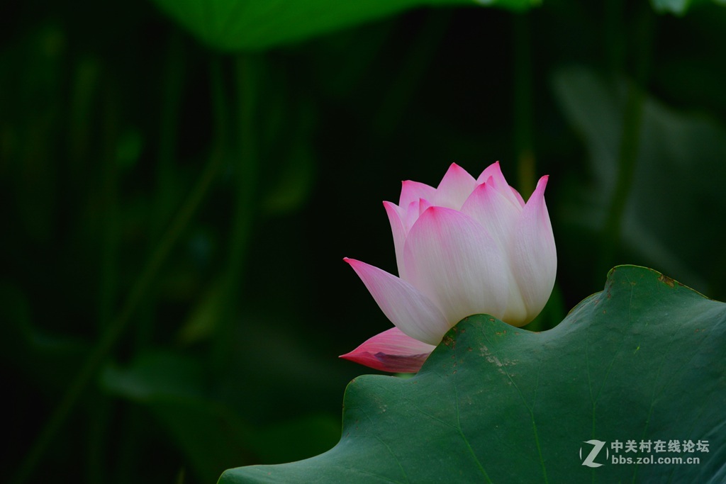 尼康7100  55——300六月拍荷花