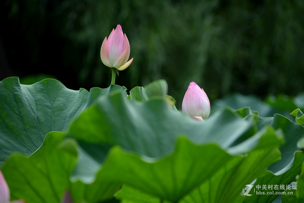 尼康7100  55——300六月拍荷花