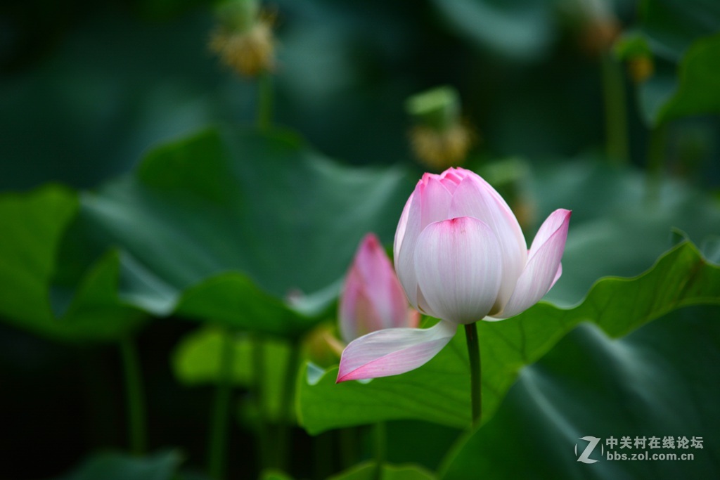 尼康7100  55——300六月拍荷花