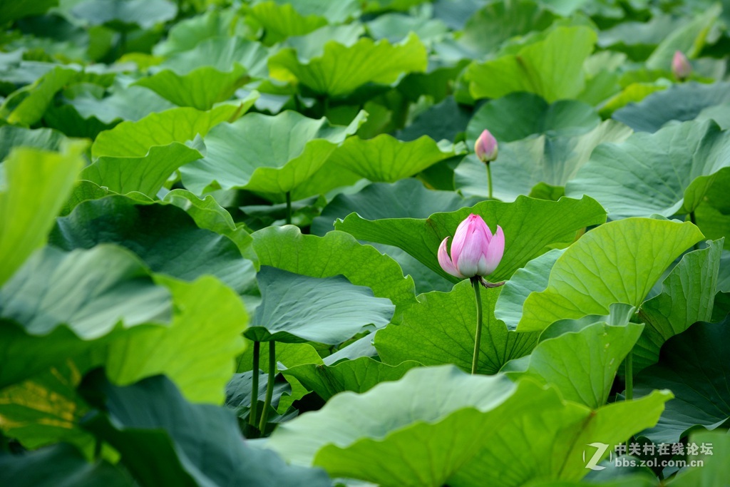 尼康7100  55——300六月拍荷花