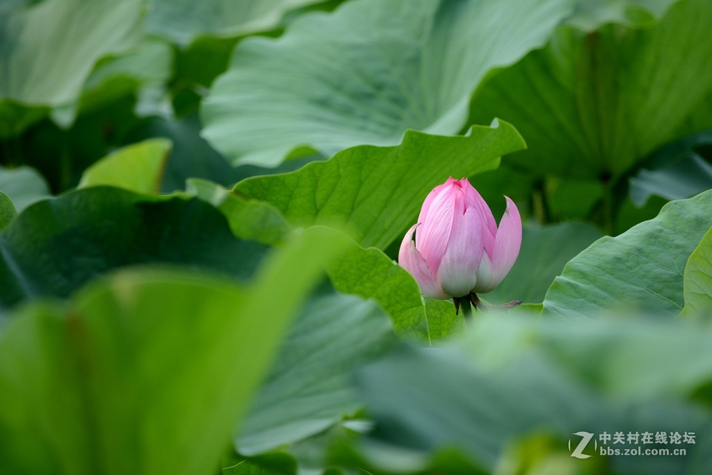 尼康7100  55——300六月拍荷花