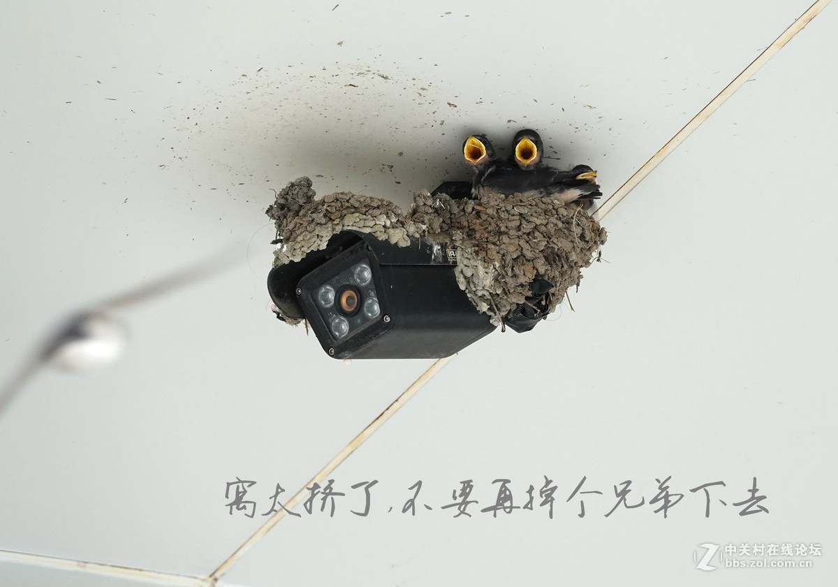 小燕子长大很艰辛