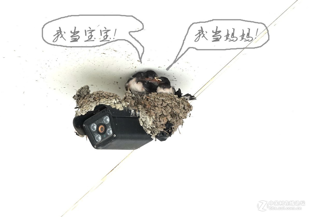 小燕子长大很艰辛