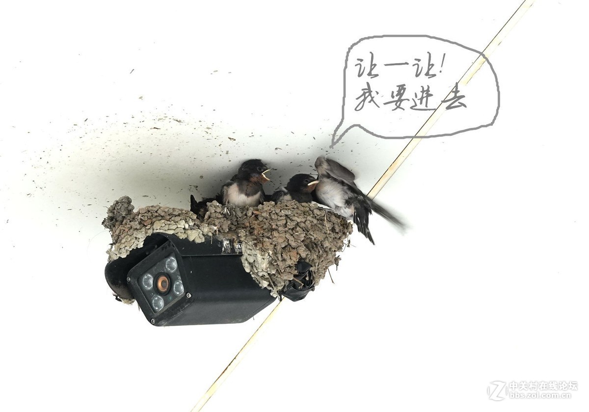 小燕子长大很艰辛