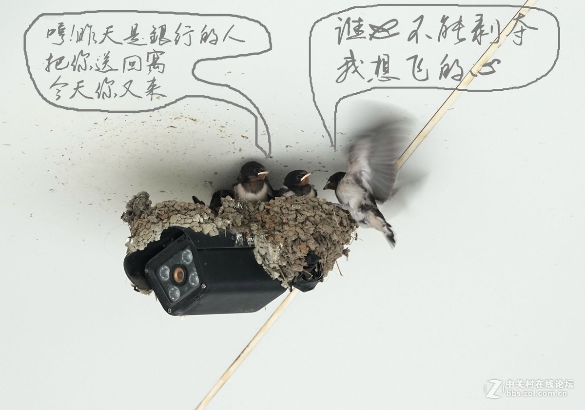 小燕子长大很艰辛