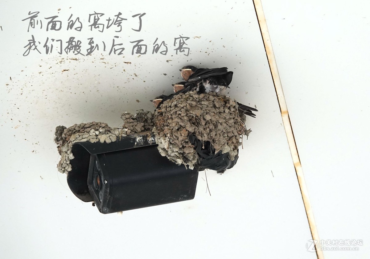 小燕子长大很艰辛